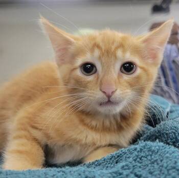 Kitten Fin -  Domestic Short Hair Cat for Adoption in Cuyahoga Falls, Ohio - Kitten Fin | PetCurious