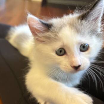 Wafer -  Domestic Short Hair Cat for Adoption in Pleasanton, California - Wafer | PetCurious