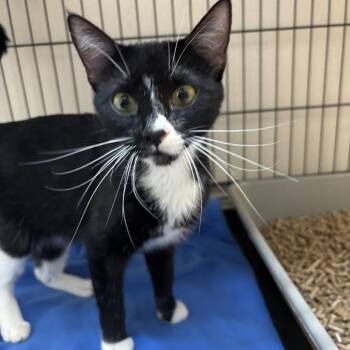 Eudora -  Domestic Short Hair Cat for Adoption in Kanab, Utah - Eudora | PetCurious