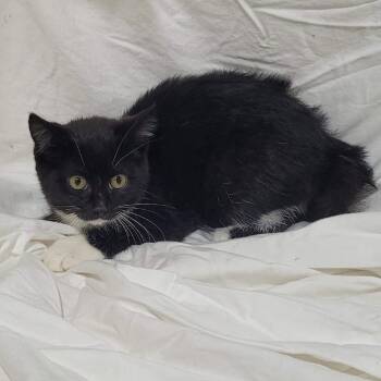 Hawk -  Domestic Short Hair Cat for Adoption in Traverse City, Michigan - Hawk | PetCurious