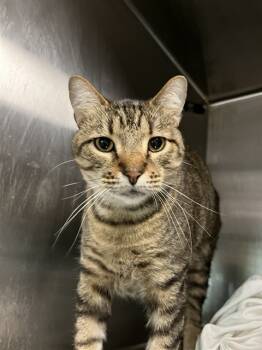 Rescue Domestic Short Hair Cats for Adoption in Bloomington, Illinois - A312476 | PetCurious
