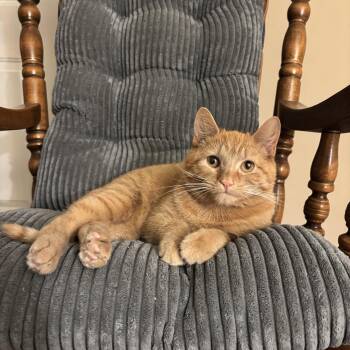 Domestic Short Hair Cats Available for Adoption - Chester | PetCurious