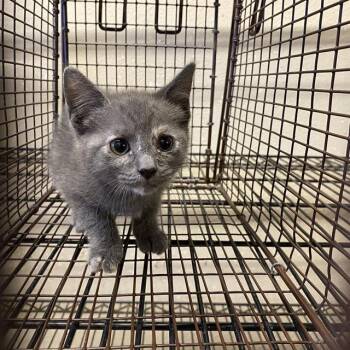 A611466 -  Domestic Medium Hair Cat for Adoption in Modesto, California - A611466 | PetCurious