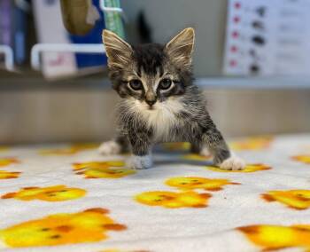 Chou -  Domestic Medium Hair Cat for Adoption in Delson, Quebec - Chou | PetCurious