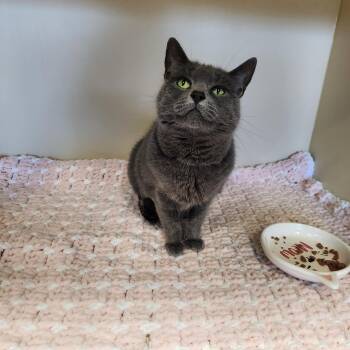 Bobbi -  Domestic Short Hair Cat for Adoption - Bobbi | PetCurious