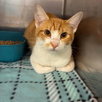 Kenneth -  Domestic Short Hair Cat for Adoption in Horn Lake, Mississippi - Kenneth | PetCurious