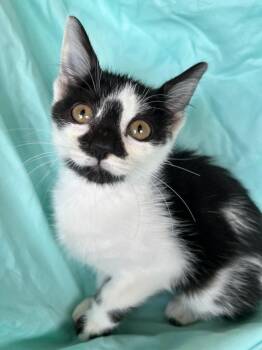 Holly May -  Domestic Short Hair Cat for Adoption in Corpus Christi, Texas - Holly May | PetCurious