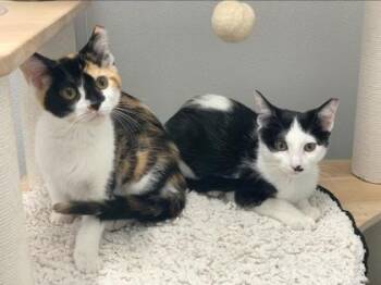 Pee Pie 93315a -  Domestic Short Hair Cat for Adoption in North Charleston, South Carolina - Pee Pie 93315a | PetCurious