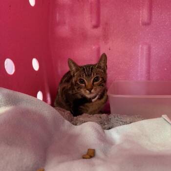 Luna -  Domestic Short Hair Cat for Adoption in Northbrook, Illinois - Luna | PetCurious