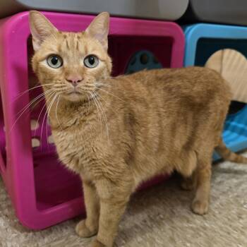Willow -  Domestic Short Hair Cat for Adoption in Warr Acres, Oklahoma - Willow | PetCurious