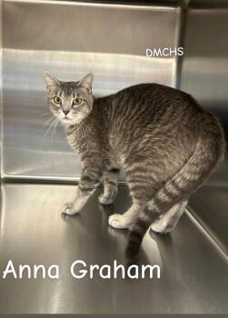 Anna Graham -  Domestic Short Hair Cat for Adoption in Burlington, Iowa - Anna Graham | PetCurious