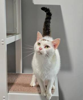 Pearl June -  Domestic Short Hair Cat for Adoption in Lewisburg, Tennessee - Pearl June | PetCurious