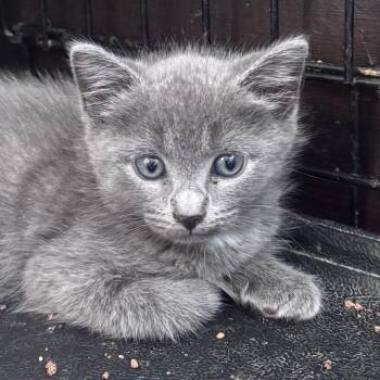 Habanero -  Domestic Short Hair Cat for Adoption in Danbury, Connecticut - Habanero | PetCurious