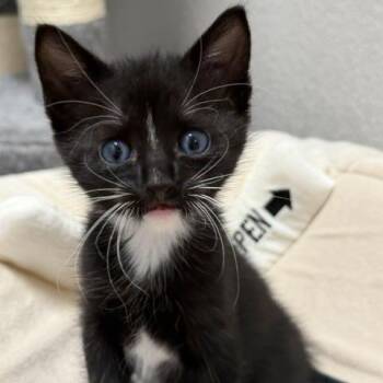 Binx -  Domestic Short Hair Cat for Adoption in Englewood, Florida - Binx | PetCurious
