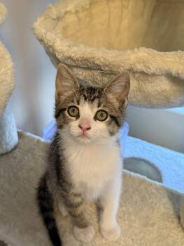 Domestic Short Hair Cats Available for Adoption in Lewis Center, Ohio - Francesca (Bridgerton Litter) | PetCurious