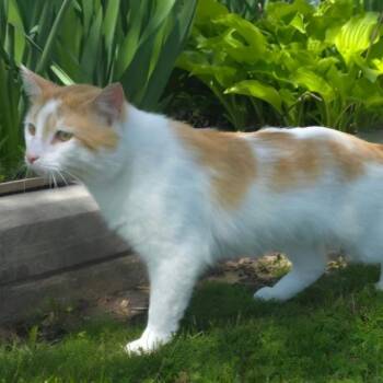 Dante -  Domestic Short Hair Cat Available for Adoption in Evanston, Illinois - Dante | PetCurious