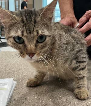 Hazel -  Tabby Cat for Adoption in Hobbs, New Mexico - Hazel | PetCurious
