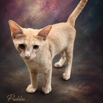 Puddin -  Domestic Short Hair Cat for Adoption in Denison, Texas - Puddin | PetCurious