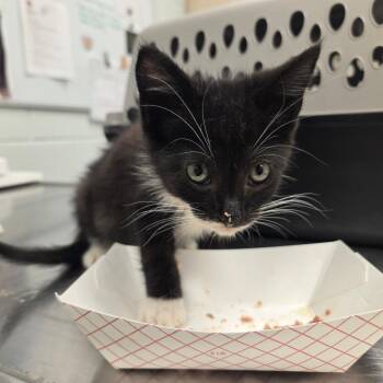 Perry the Penguin -  Domestic Short Hair Cat for Adoption in Chattanooga, Tennessee - Perry The Penguin | PetCurious