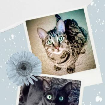 Cello & Charango -  Domestic Short Hair Cat for Adoption in Palm Harbor, Florida - Cello & Charango | PetCurious