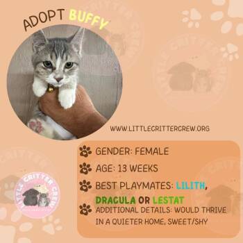Rescue American Shorthair Cats for Adoption in Eugene, Oregon - Buffy | PetCurious