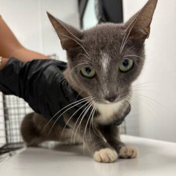 Bertha -  Domestic Short Hair Cat for Adoption in Abilene, Texas - Bertha | PetCurious