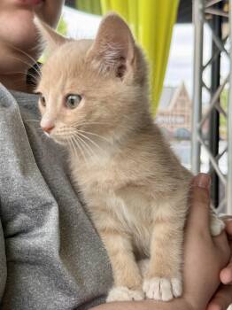 Domestic Short Hair Cats Available for Adoption in Gilberts, Illinois - CAT - Louie | PetCurious