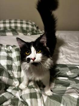 Domestic Short Hair Cats Available for Adoption in West Mifflin, Pennsylvania - Everest | PetCurious