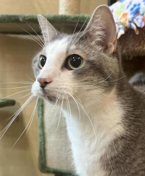 Peeps -  Domestic Short Hair Cat for Adoption in Wheaton, Illinois - Peeps | PetCurious