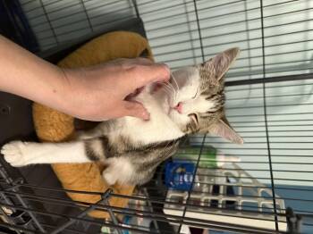 Rescue Domestic Short Hair Cats for Adoption in Philadelphia, Pennsylvania - Cas | PetCurious