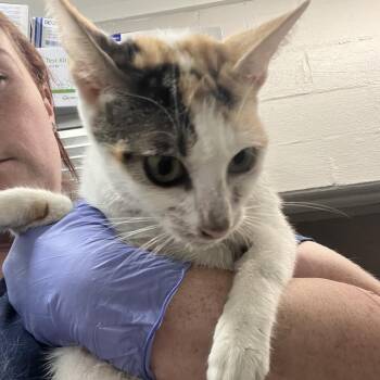 Alice -  Domestic Medium Hair Cat for Adoption in Clanton, Alabama - Alice | PetCurious