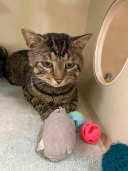 Nutella -  Domestic Short Hair Cat for Adoption in Winnipeg, Manitoba - Nutella | PetCurious