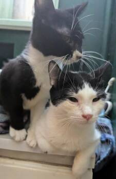 Domestic Short Hair Cats Available for Adoption - Kreme — Bonded Pair With Cookie | PetCurious