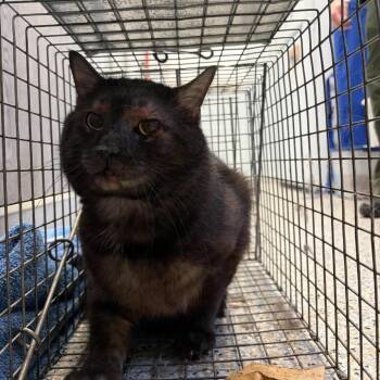 Baby Einstein (Barn Cat) -  Domestic Short Hair Cat Available for Adoption in West Olive, Michigan - Baby Einstein (Barn Cat) | PetCurious