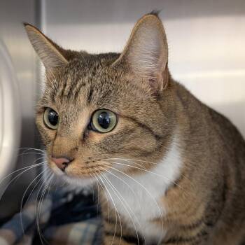 Domestic Short Hair and Abyssinian Cats Available for Adoption - Minnie | PetCurious