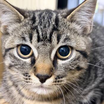 Ocean -  Domestic Short Hair Cat for Adoption in Victoria, British Columbia - Ocean | PetCurious