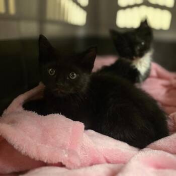 Theodore -  Domestic Short Hair Cat for Adoption in Dublin, California - Theodore | PetCurious