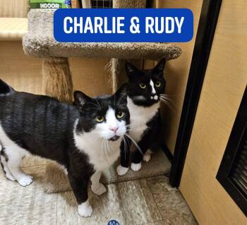 Domestic Short Hair Cats Available for Adoption in Stowe, Pennsylvania - Charlie & Rudy Stauff.  BONDED TUXIE BOYS! | PetCurious