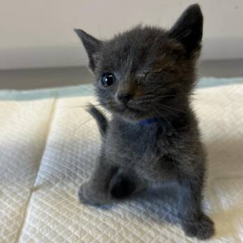 IVHS-Stray-138255 -  Domestic Short Hair Cat for Adoption in San Gabriel, California - IVHS-Stray-138255 | PetCurious