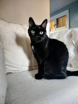 Lola -  Domestic Short Hair Cat for Adoption in Pittsburgh, Pennsylvania - Lola | PetCurious