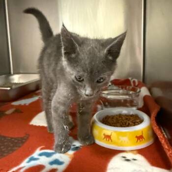 Domestic Short Hair Cats Available for Adoption in Columbus, Georgia - 05/29/2026-Stray-33RDSTREET | PetCurious
