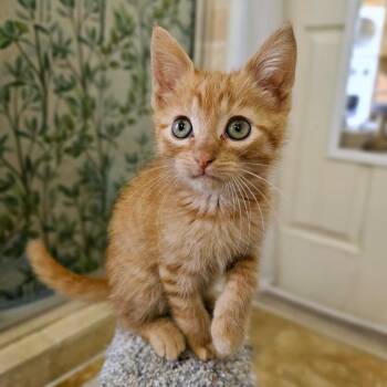 Timmy -  Domestic Short Hair Cat for Adoption in Fort Worth, Texas - Timmy | PetCurious