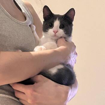 Haku -  Domestic Short Hair Cat Available for Adoption - Haku | PetCurious
