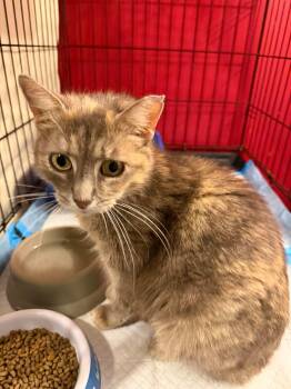 Mama Superior -  Domestic Short Hair Cat for Adoption in Cleveland, Ohio - Mama Superior | PetCurious
