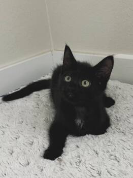 Mia -  Domestic Short Hair Cat for Adoption in Fort Myers, Florida - Mia | PetCurious