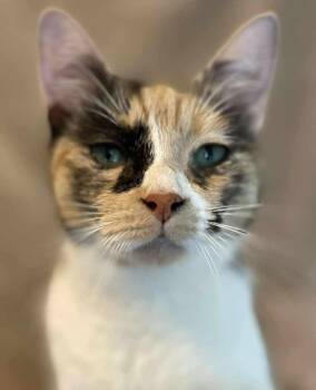 Rescue Domestic Short Hair Cats for Adoption in Chicago, Illinois - Jubilee | PetCurious