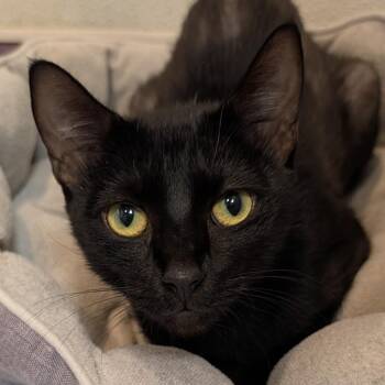Meredith -  Domestic Short Hair Cat for Adoption in Long Beach, California - Meredith | PetCurious