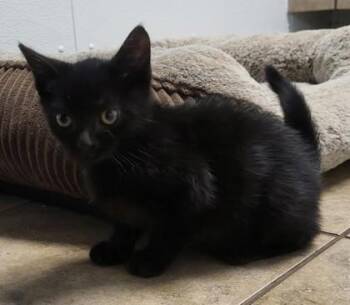 Tick -  Domestic Short Hair Cat for Adoption in Canon City, Colorado - Tick | PetCurious