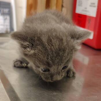 Sprout -  Domestic Medium Hair and Domestic Short Hair Cat for Adoption in Coos Bay, Oregon - Sprout | PetCurious
