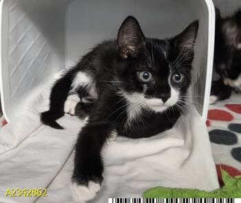 JOHN -  Domestic Short Hair Cat for Adoption in West Palm Beach, Florida - JOHN | PetCurious